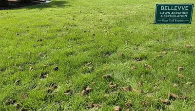 Bellevue NE lawn recovering after aeration treatment showing stronger grass growth and soil improvement